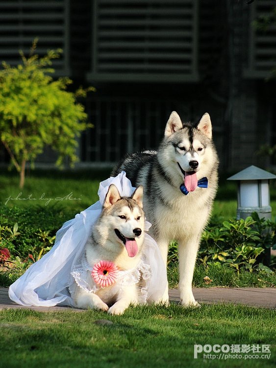 宠物结婚请帖白色_qq宠物 结婚_宠物结婚照