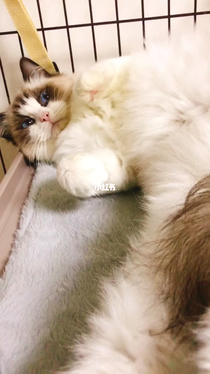 布偶直播_布偶猫主播_直播布偶猫怎样让眼睛更蓝