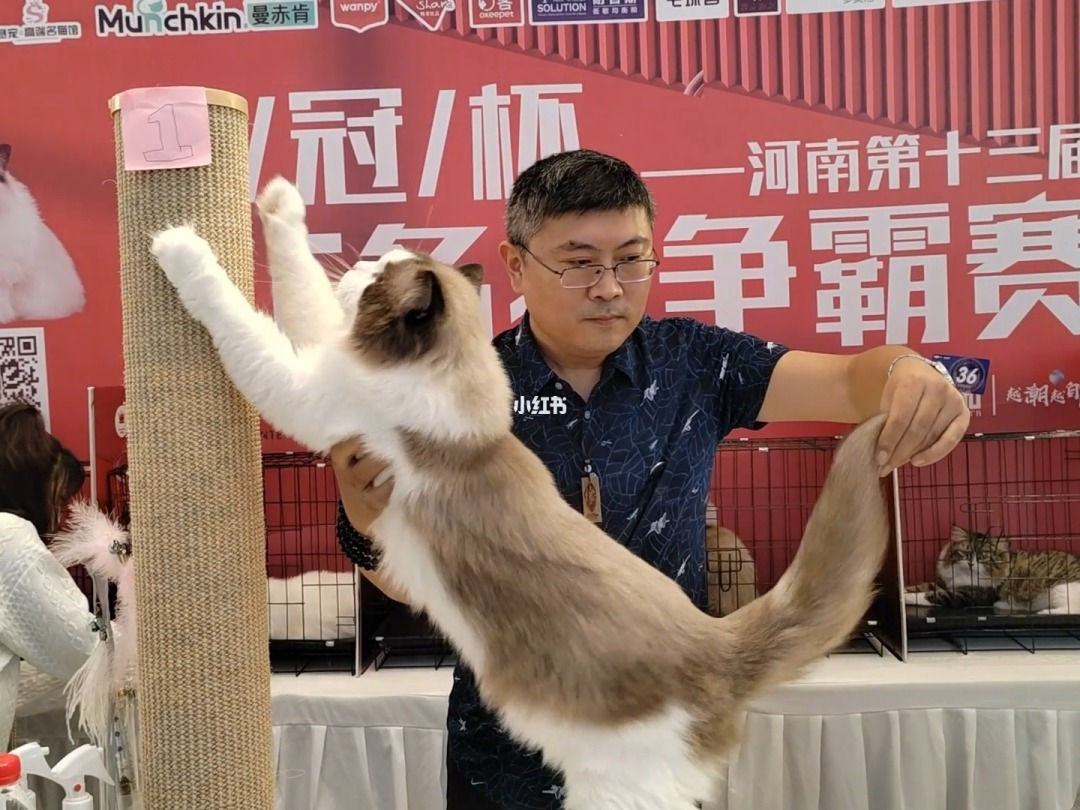 布偶猫主播_直播布偶猫怎样让眼睛更蓝_布偶直播