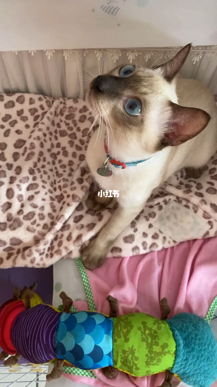 qq高清假视频美女下载_美女假视频无水印下载_美女视频下载
