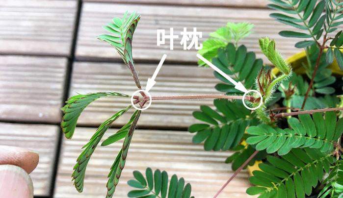 欢迎访问南山实验_含羞草工作实验室入口处欢迎您_家庭计划指导室工作实施方案