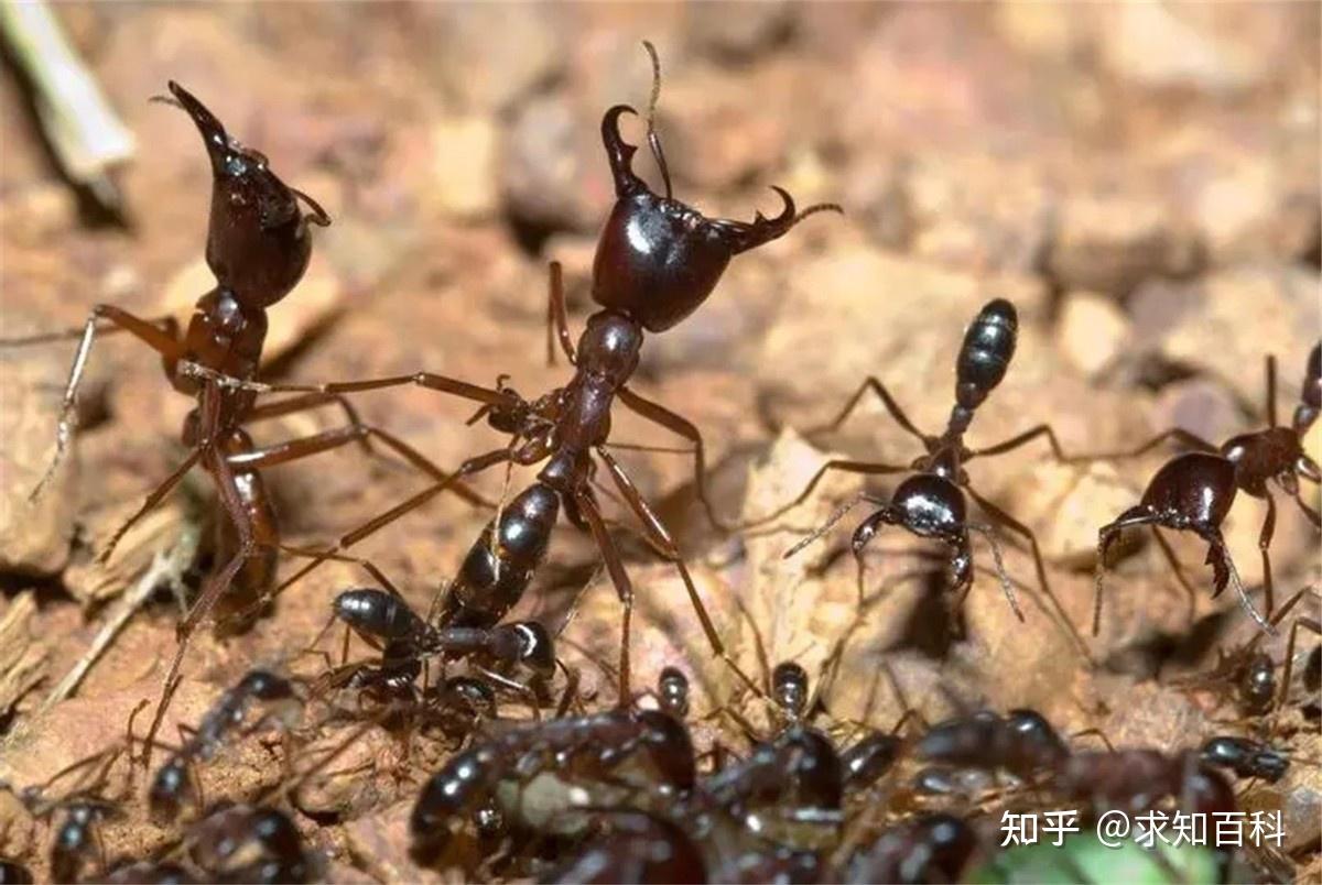 地下蚁国下载安装_地下蚁国下载安装破解版_地下蚁国app