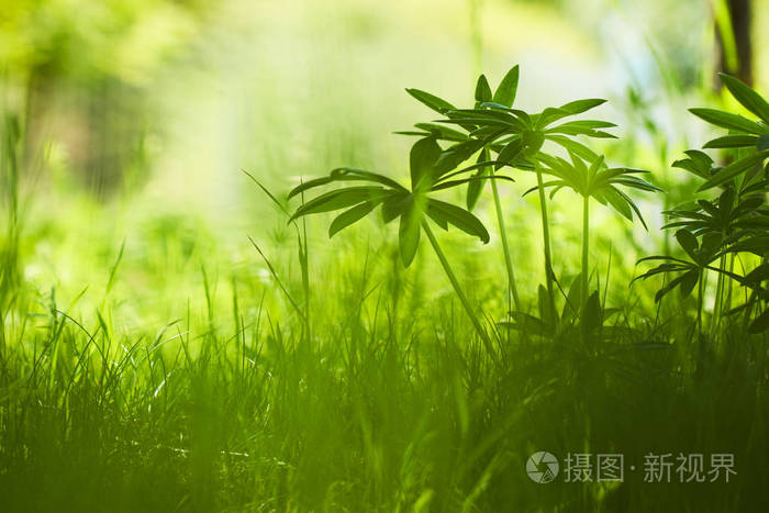轻草_草轻量版_迟来的深情比草轻