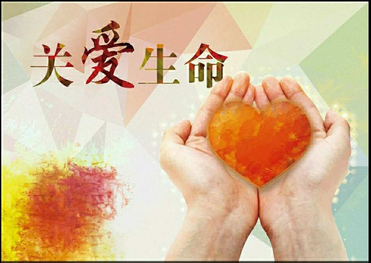 小小生命游戏_小小生命树_小小的生命