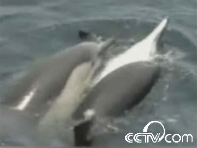 僵尸海豚叫声_海豚僵尸_僵尸海豚骑士