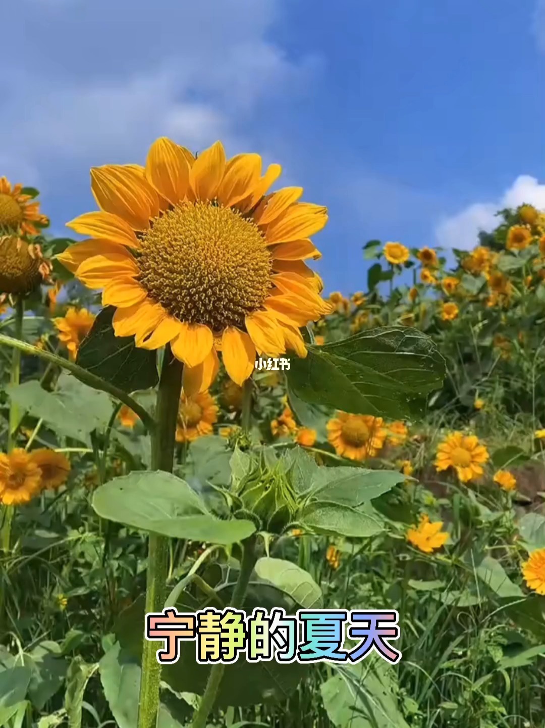 向日葵阅读理解及答案_向日葵阅读_向日葵阅读app下载