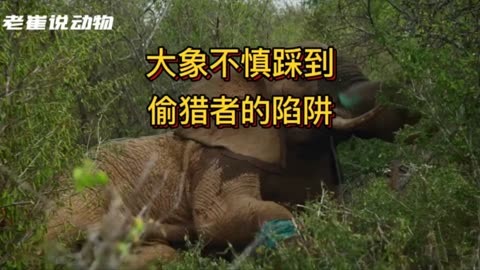 饥荒大象怎么打_饥荒大象会打人吗_饥荒大象怎么打几走几