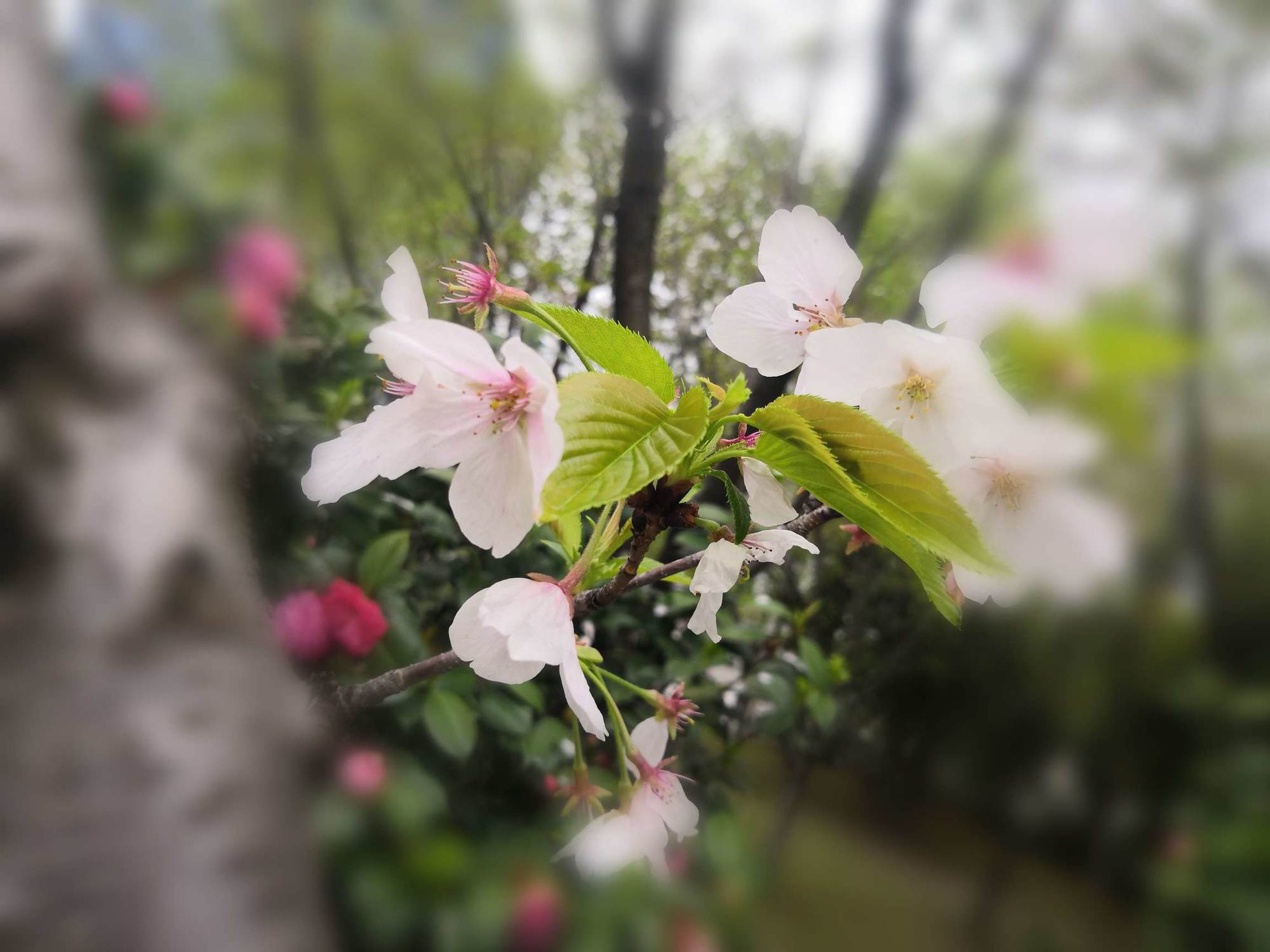 樱花盒子建立适合自己的盒子_樱花盒子有外国大佬建筑_盒子樱花适合建立什么房间