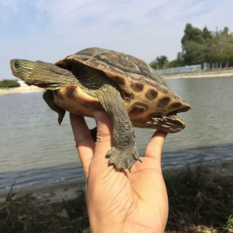 皮皮龟_巨型棱皮龟_棱皮龟