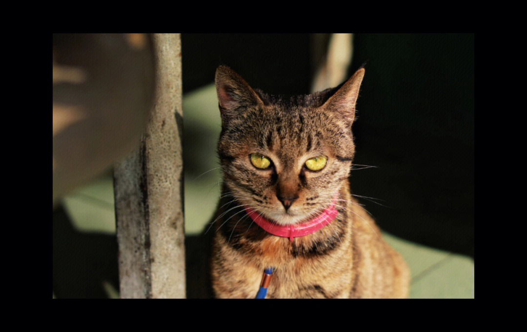 猫狸_孟加拉猫和狸花猫_狸花猫白手套是什么猫