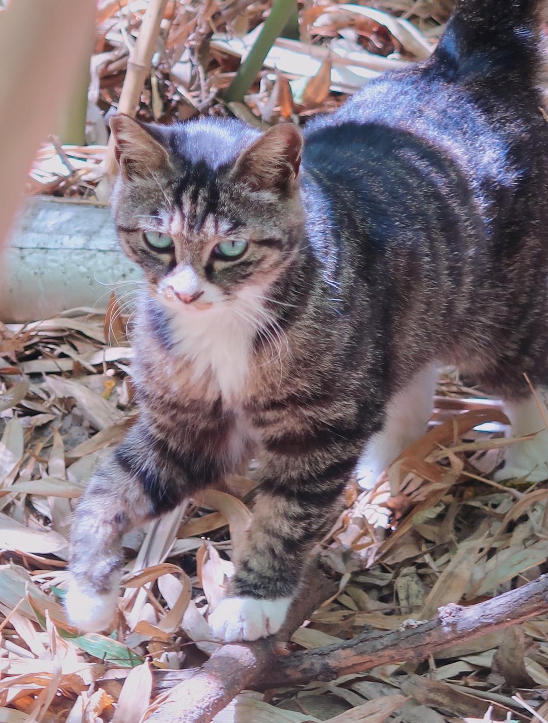 猫狸_孟加拉猫和狸花猫_狸花猫白手套是什么猫