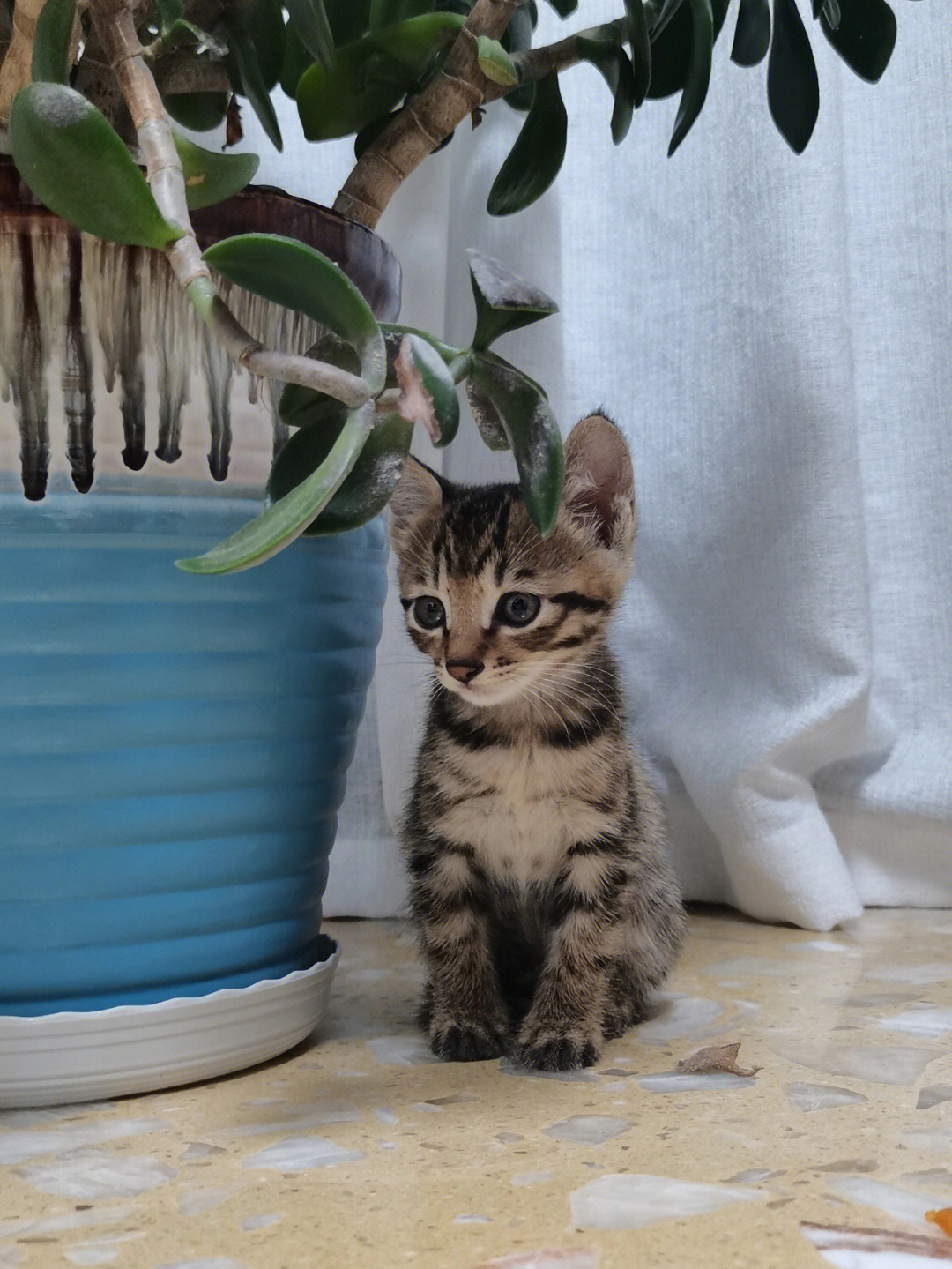 孟加拉猫和狸花猫_猫狸_狸花猫白手套是什么猫