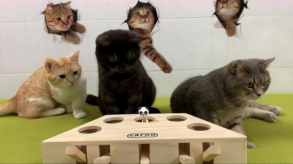 快猫小视频_视频猫小子_视频猫小美大哭喊救命