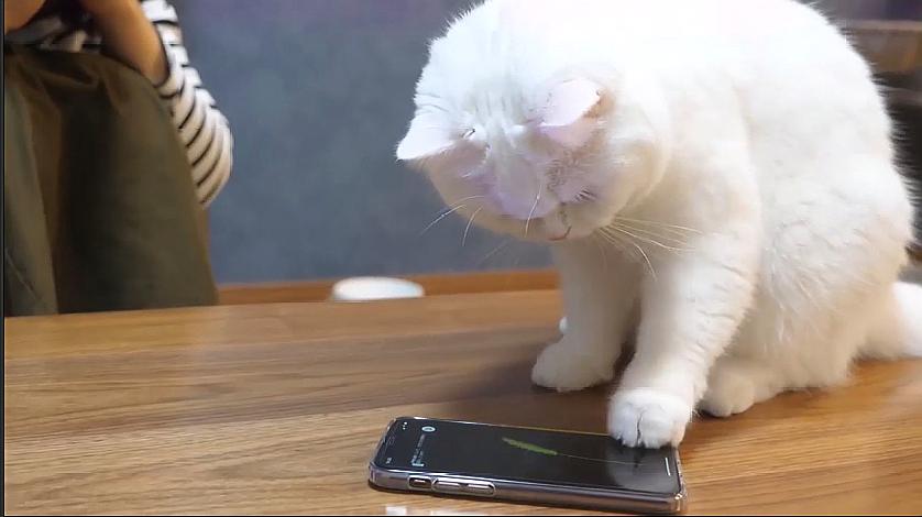 视频猫小子_视频猫小美大哭喊救命_快猫小视频