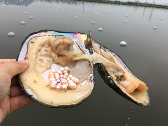 蚌开珍珠是真是假_蚌开了珍珠后是不是死了_开蚌
