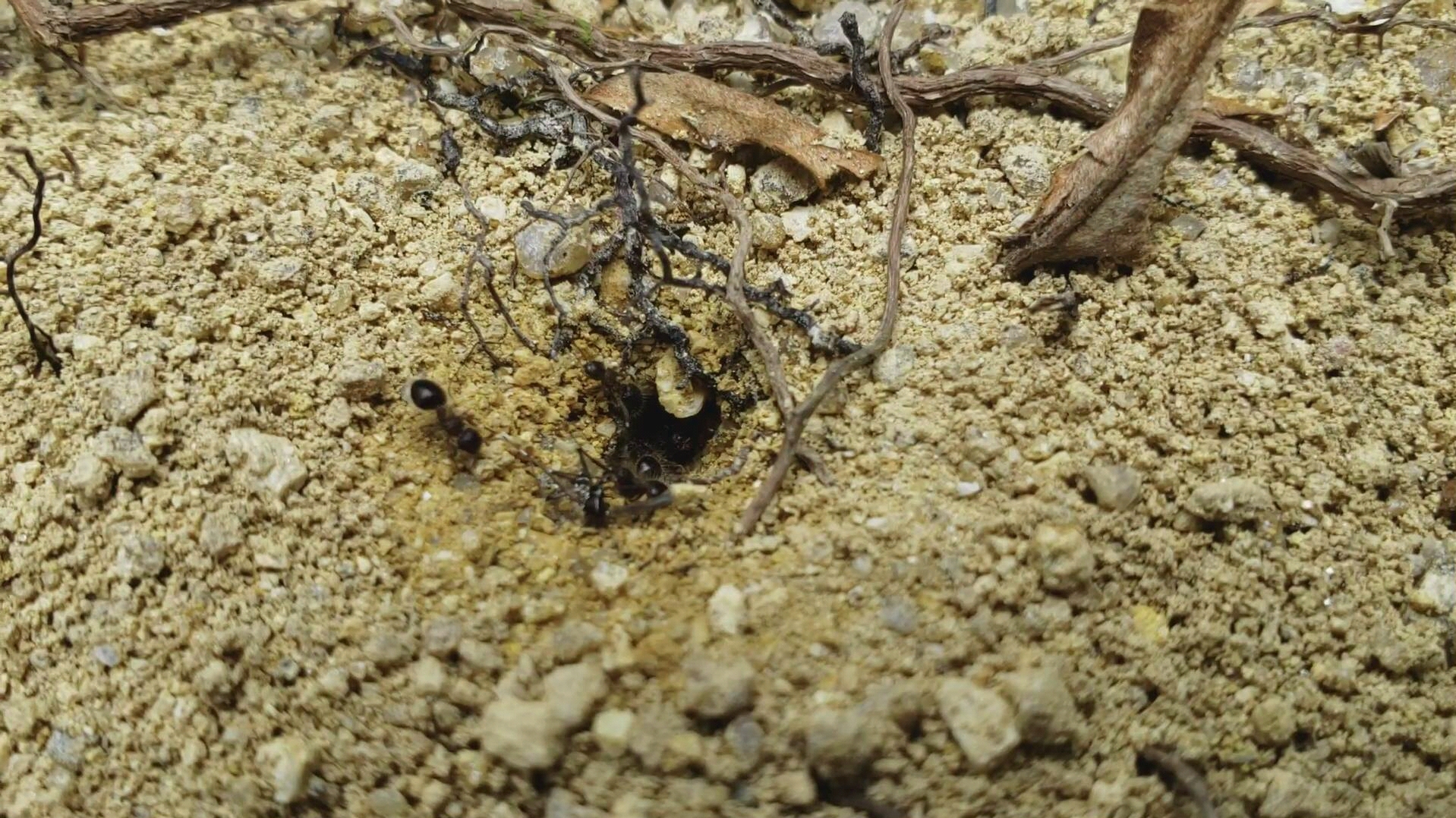红蚁_蚁红通络胶囊_蚁红火网是什么网