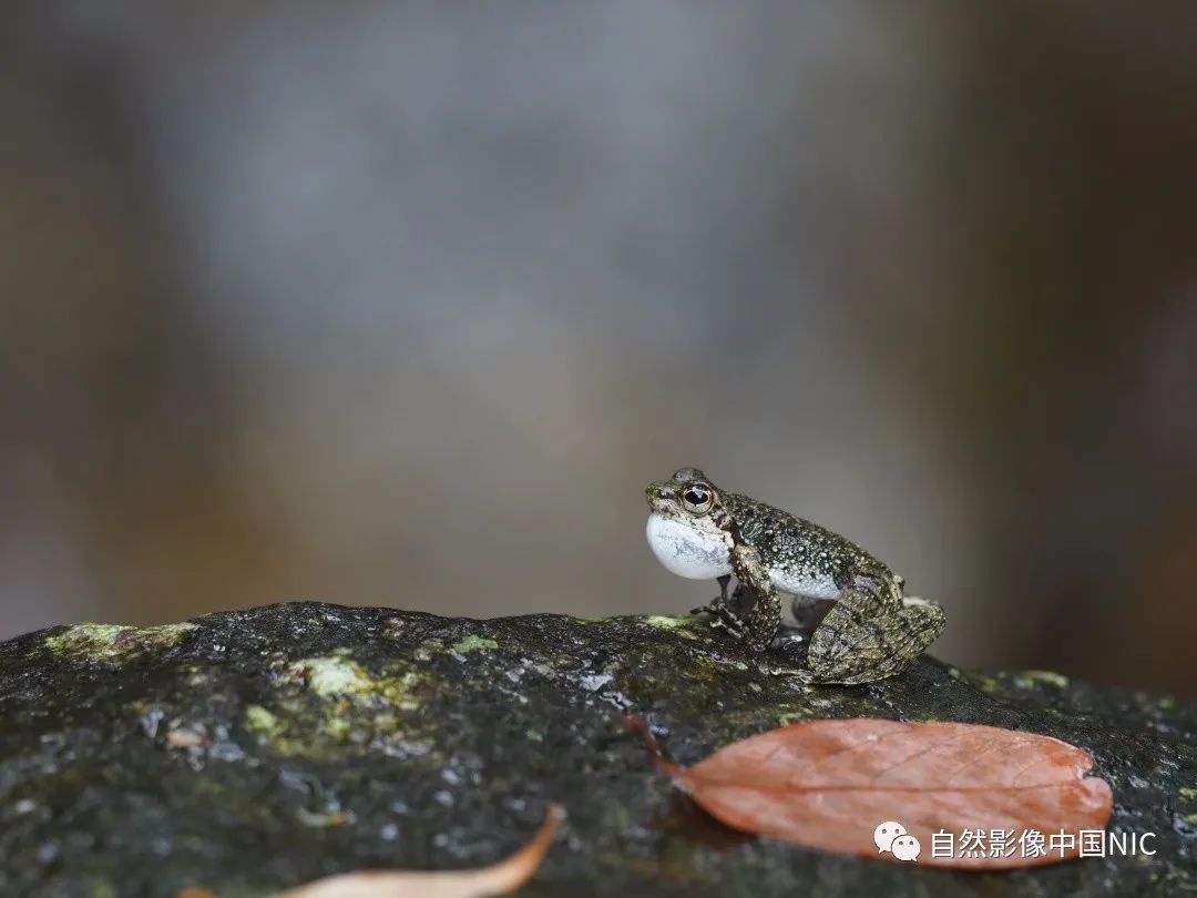青蛙视频_青蛙视频_青蛙视频