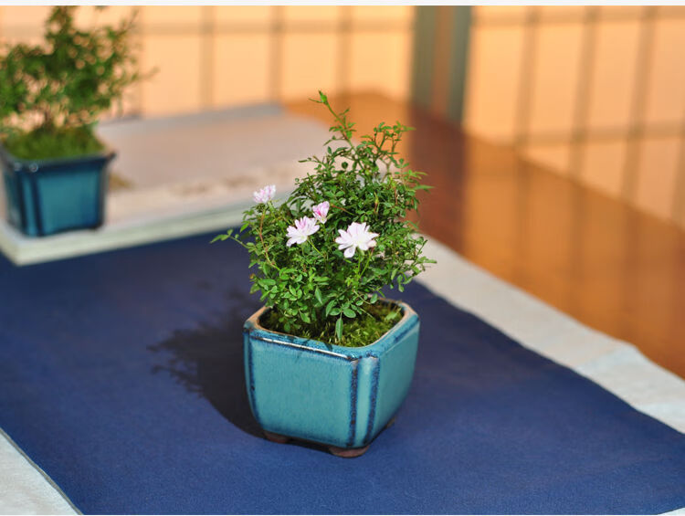 迷你世界花_迷你世界花00_播放迷你世界花长什么样