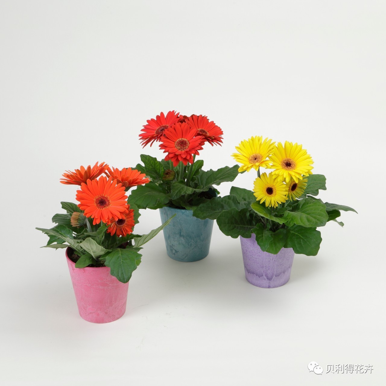 迷你世界花00_播放迷你世界花长什么样_迷你世界花