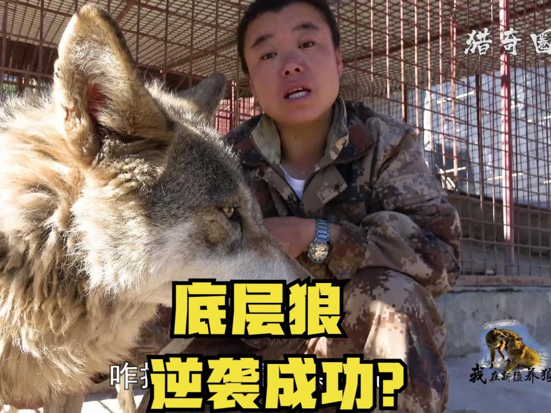 有没有像狼的手机游戏软件_有一款游戏叫什么狼_什么游戏狼