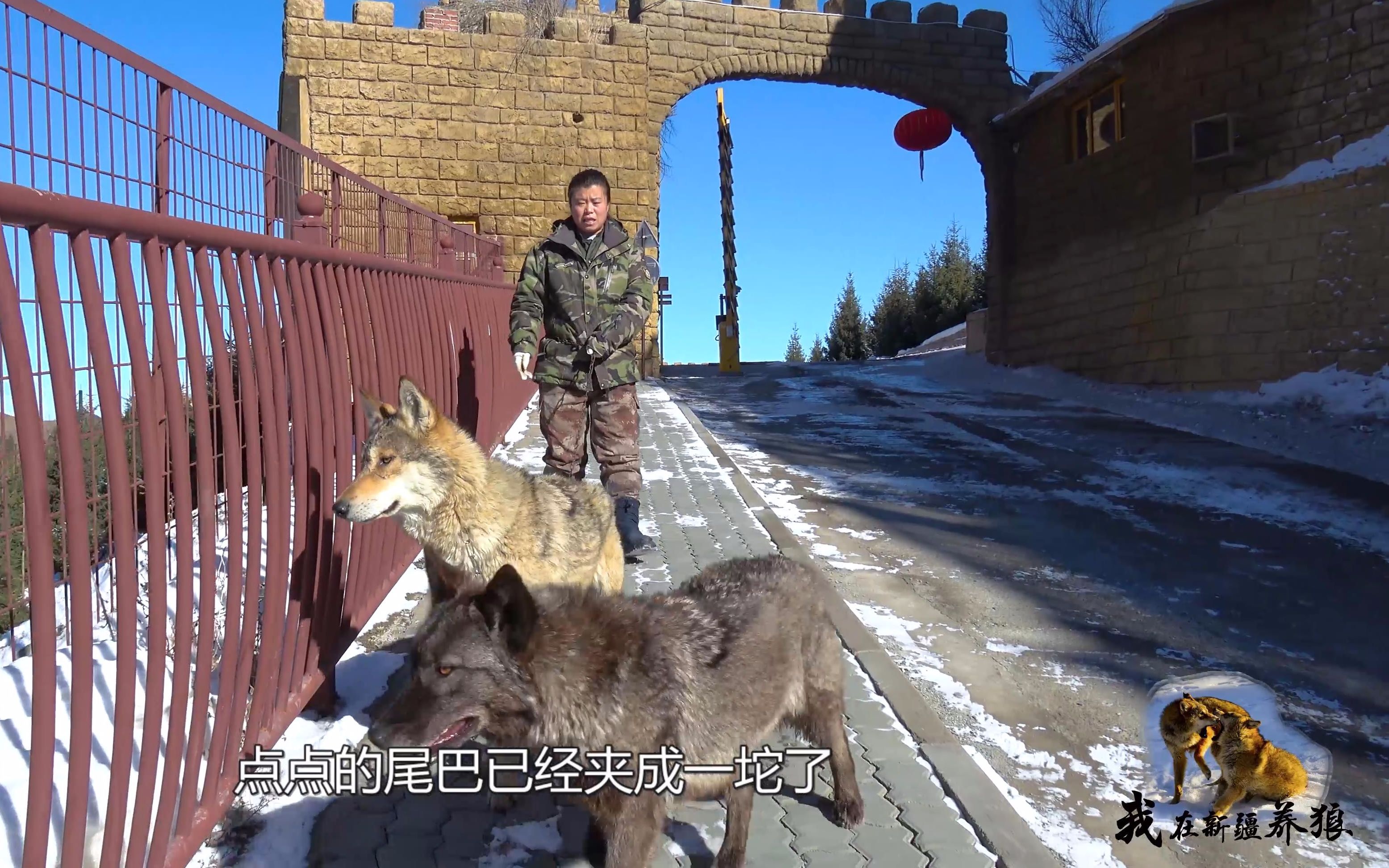 有没有像狼的手机游戏软件_什么游戏狼_有一款游戏叫什么狼