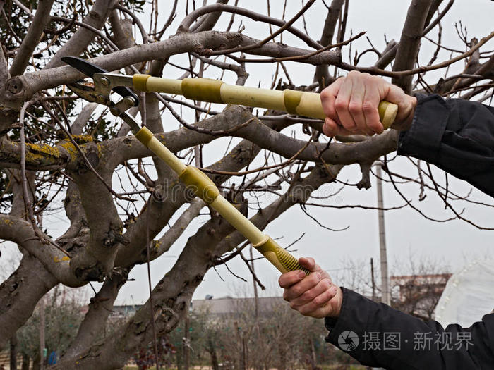 手机剪树枝游戏_一款剪树枝的游戏_裁剪树枝的游戏