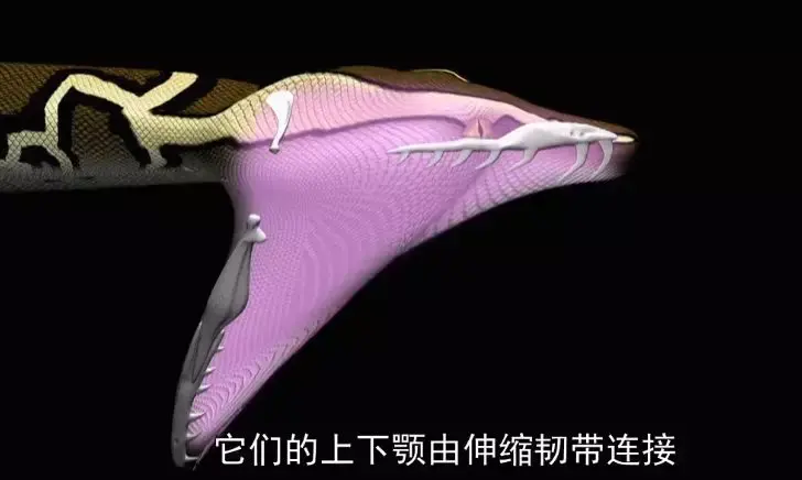 泰瑞鸭嘴兽破解版_泰瑞鸭嘴兽表情包_鸭嘴兽泰瑞