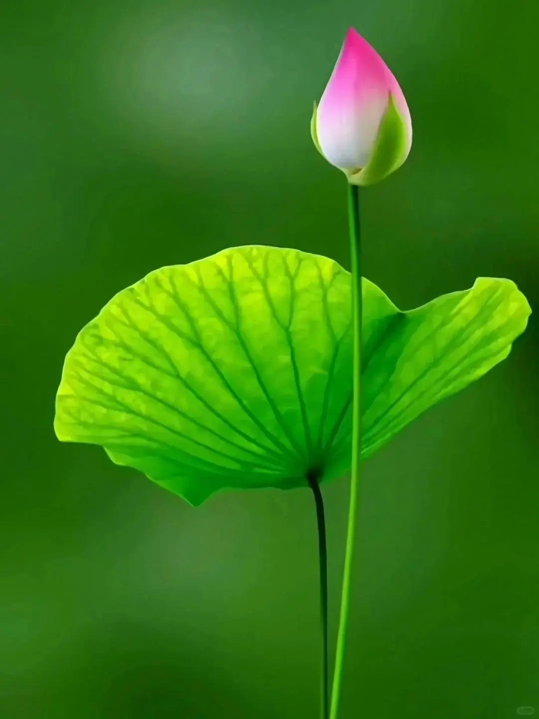 长濑凑_长濑凑_长濑凑