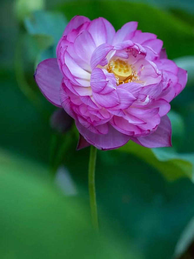 此花亭_花亭狂歌_花亭湖