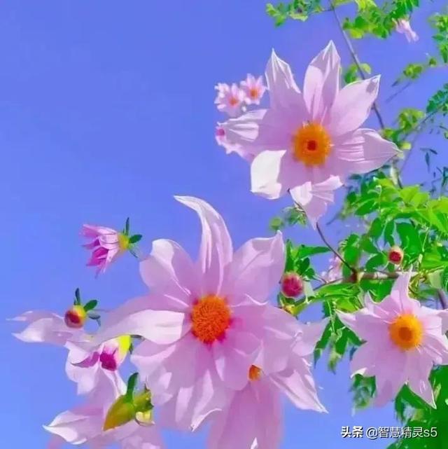 花亭狂歌_此花亭_花亭湖