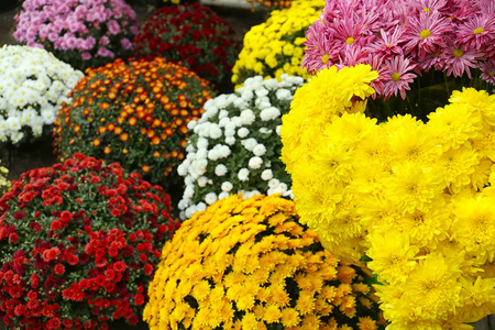 菊花拍照图片_如何拍自己的菊花照_菊花拍照发朋友圈短句