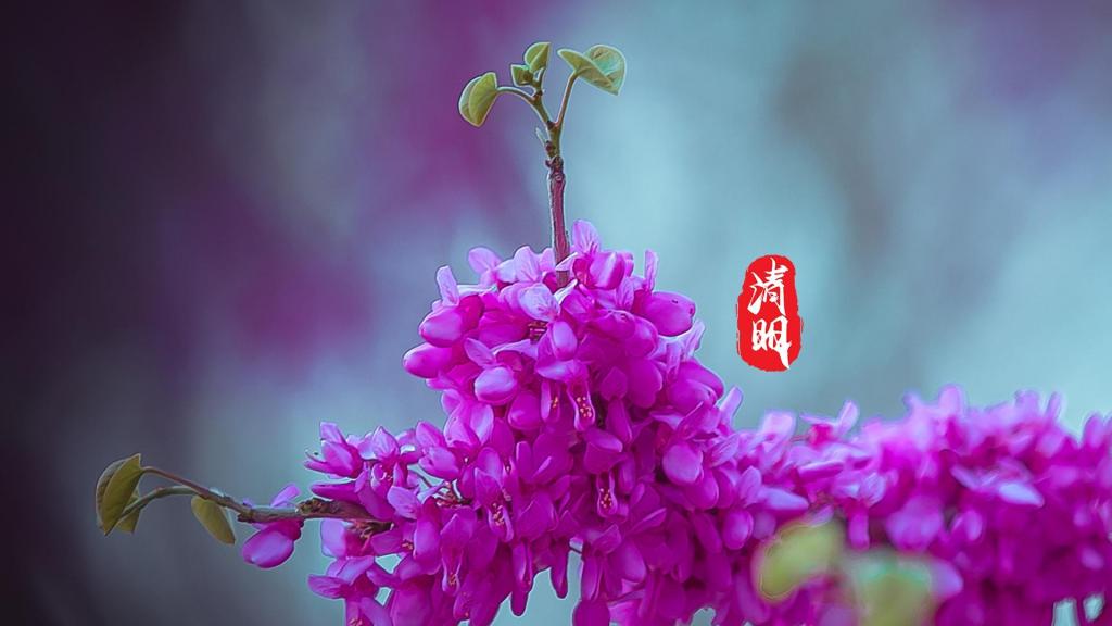 清明大全大图图片唯美_清明图片大全大图_清明节大全图片简笔画