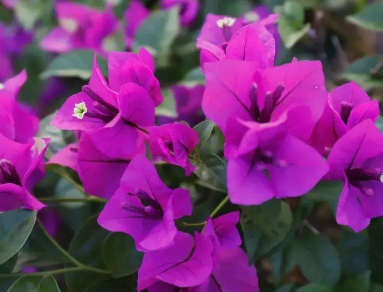 姚花春_春分开什么花_在春分开的花有哪些