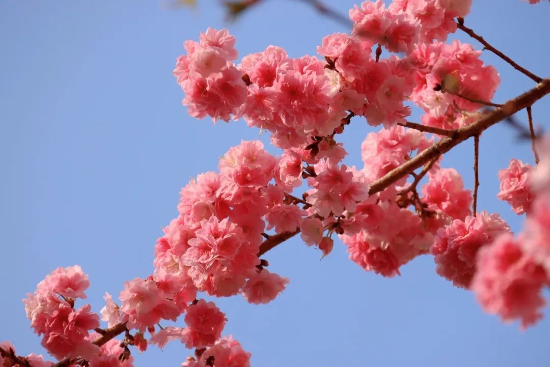 樱井立花美凉护士连接_樱井凉花_立花美凉樱井护士