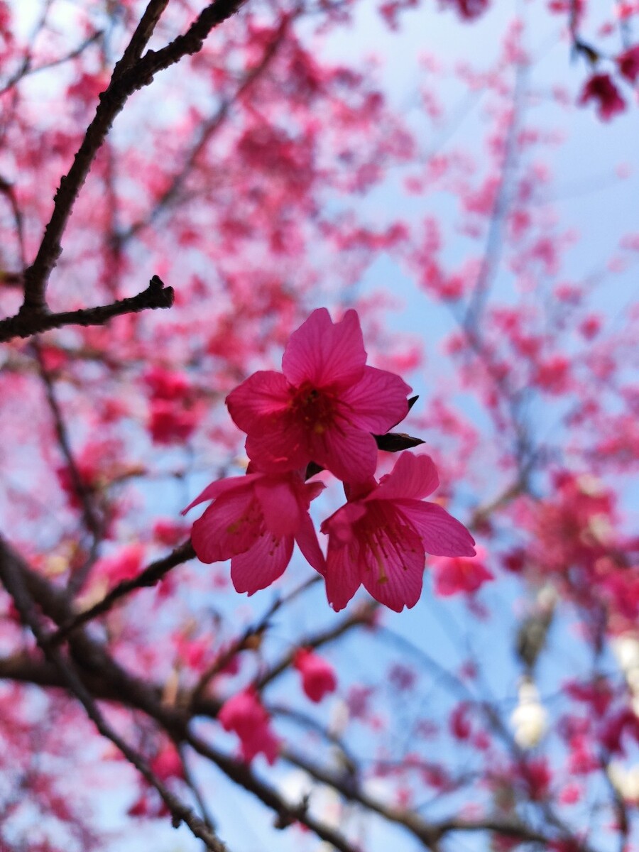 樱井凉花_立花美凉樱井护士_樱井立花美凉护士连接