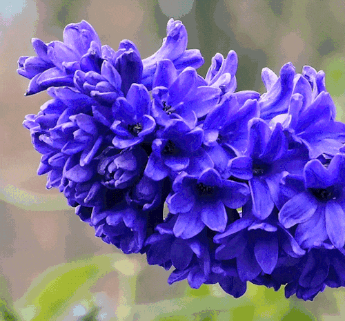 密涅瓦的猫头鹰在黄昏起飞_密涅瓦的猫头鹰_密涅瓦