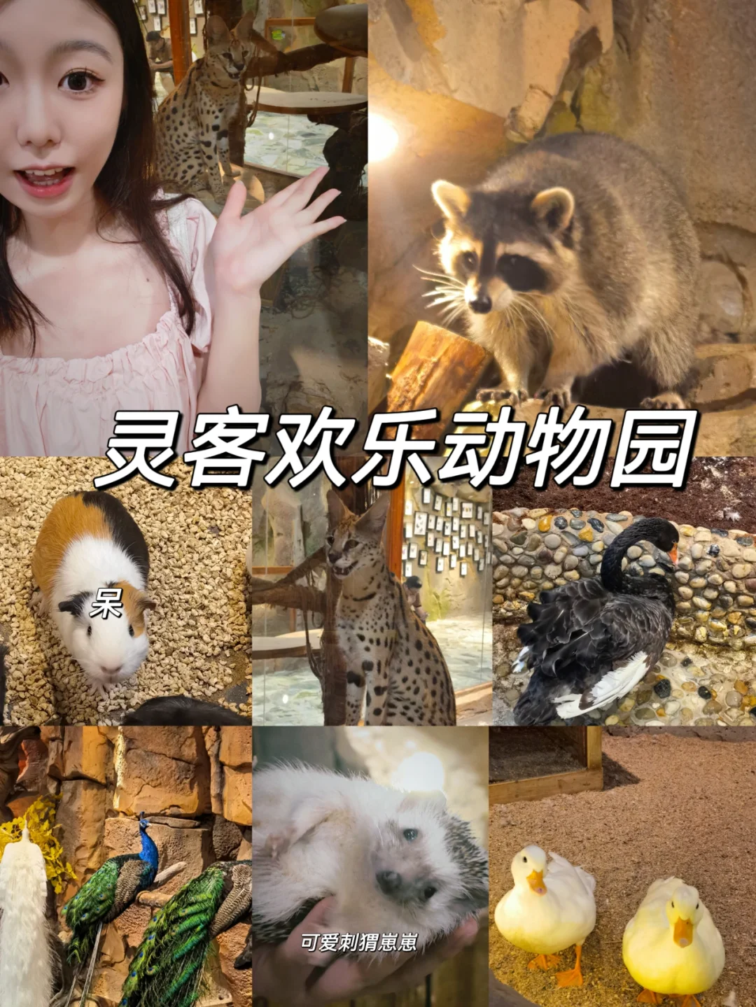 手机版动物园_动物园是啥游戏_手机上开动物园的游戏是啥