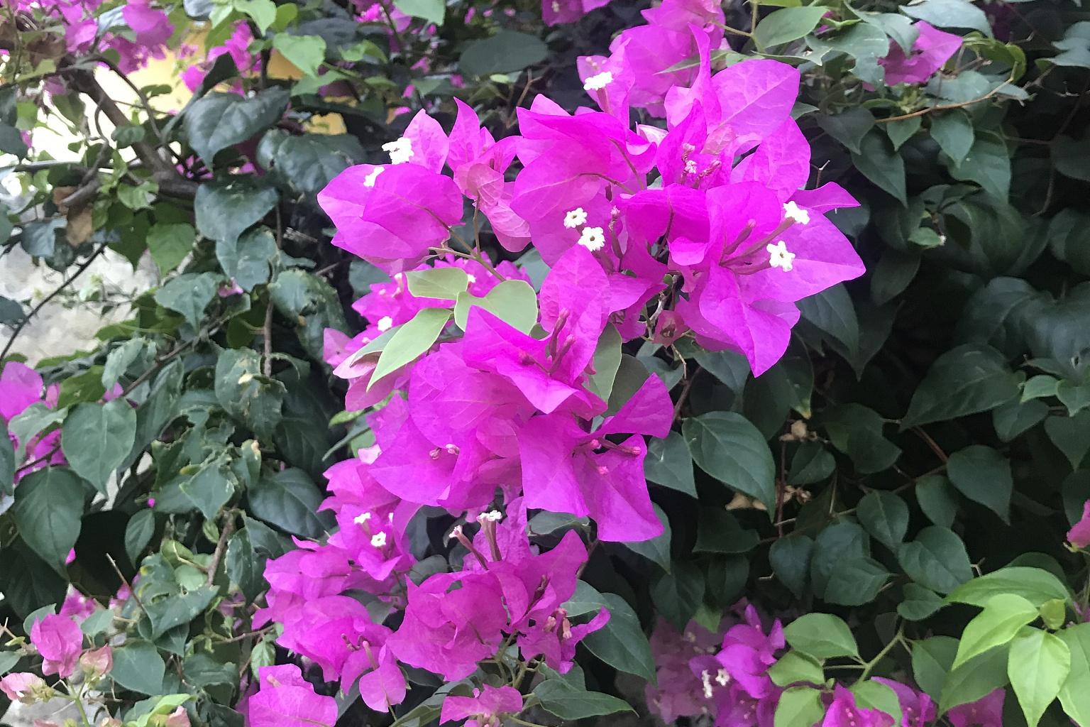 武井萌菜_牛内蚕菜能一起吃吗_西内萌菜